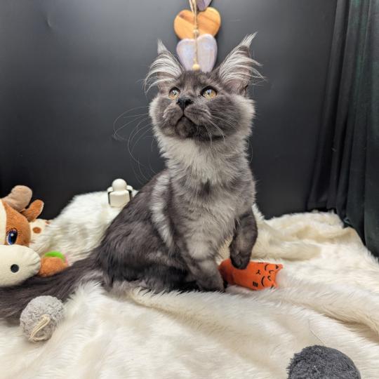 Bess Femelle Maine coon