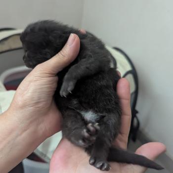 chaton Maine coon black La Chatterie des targuizier's