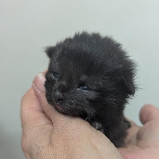 chaton Maine coon black La Chatterie des targuizier's