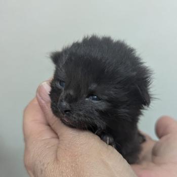 chaton Maine coon black La Chatterie des targuizier's