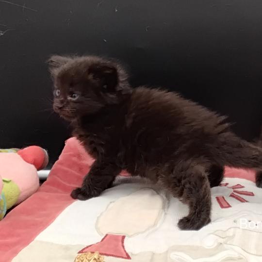 chaton Maine coon black Boréal La Chatterie des targuizier's