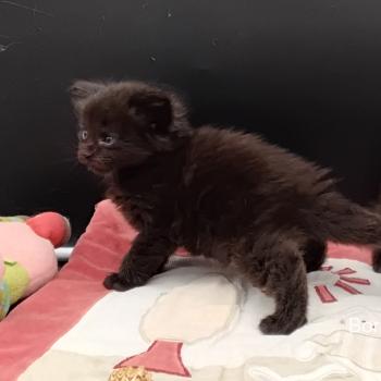 chaton Maine coon black Boréal La Chatterie des targuizier's