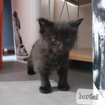 chaton Maine coon black Boréal La Chatterie des targuizier's