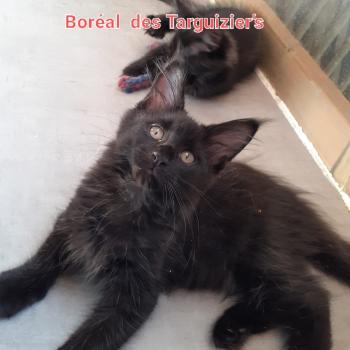 chaton Maine coon black Boréal La Chatterie des targuizier's
