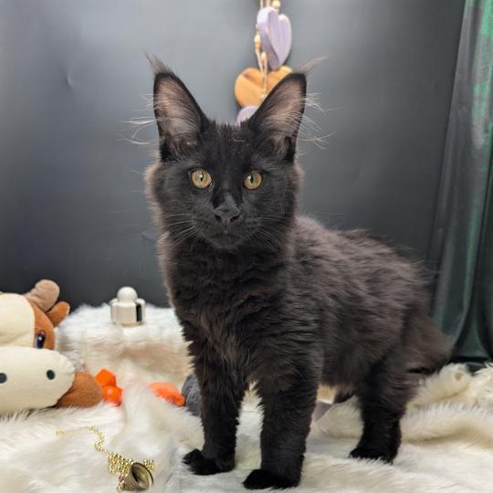Boréal Femelle Maine coon