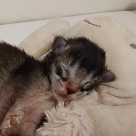 2e chaton (Portée Zabelle ❤ Waroch 2026) - Femelle black smoke Femelle Maine coon