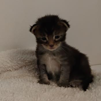 chaton Maine coon black smoke Berghane La Chatterie des targuizier's