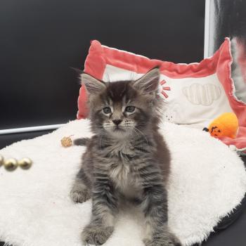 chaton Maine coon black smoke Berghane La Chatterie des targuizier's