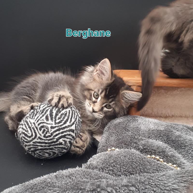 Berghane Femelle Maine coon