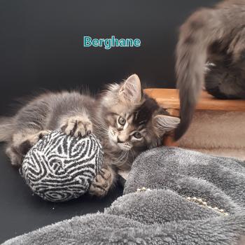 chaton Maine coon black smoke Berghane La Chatterie des targuizier's