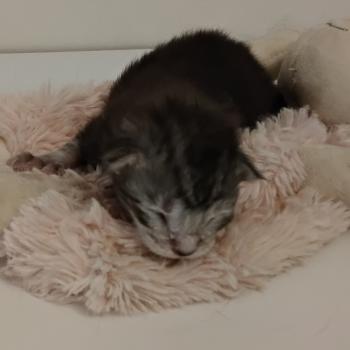 chaton Maine coon polydactyle black silver tabby La Chatterie des targuizier's
