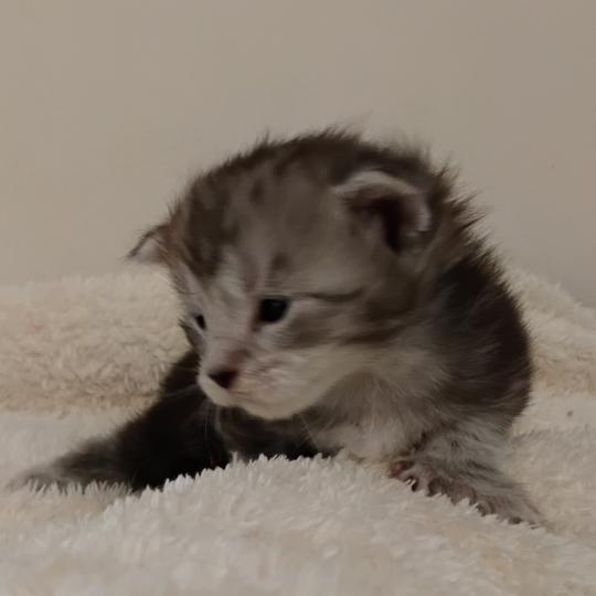 Brénane Femelle Maine coon polydactyle