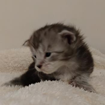 chaton Maine coon polydactyle black silver tabby Brénane La Chatterie des targuizier's