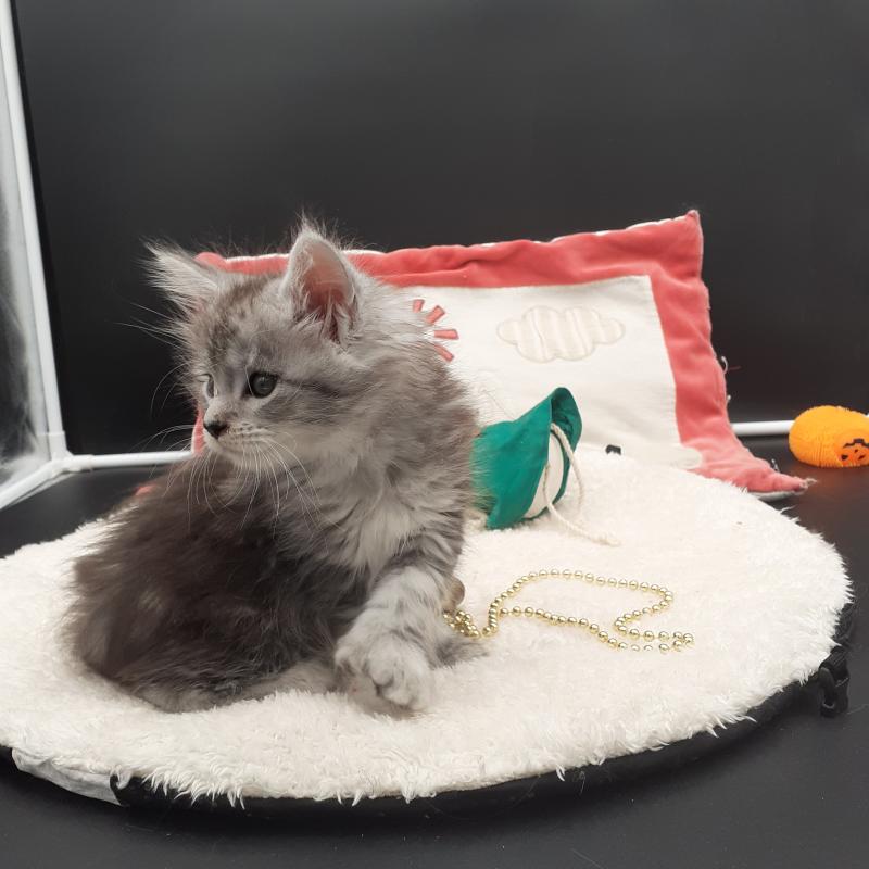 Brénane Femelle Maine coon polydactyle