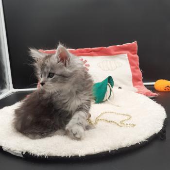 chaton Maine coon polydactyle black silver tabby Brénane La Chatterie des targuizier's