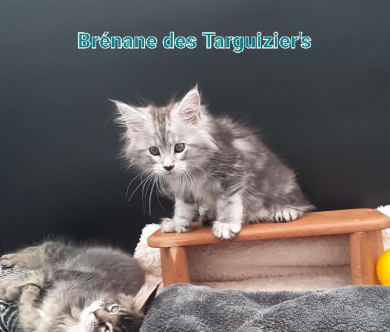 Brénane Femelle Maine coon polydactyle