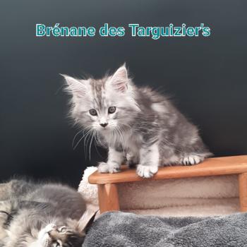 chaton Maine coon polydactyle black silver tabby Brénane La Chatterie des targuizier's