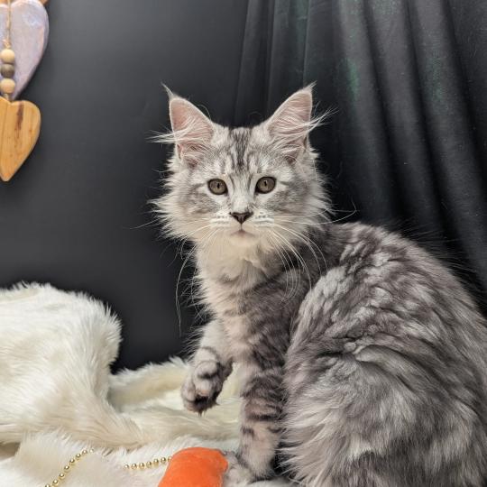 Brénane Femelle Maine coon polydactyle