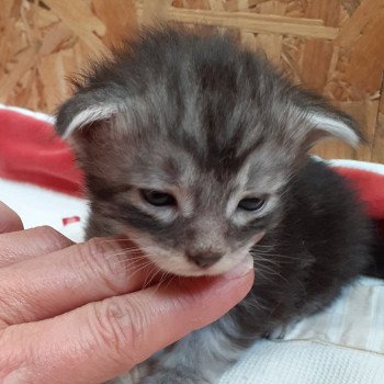 chaton Maine coon black smoke Abbot La Chatterie des targuizier's chaton Maine coon black smoke Abbot La Chatterie des targuizier's