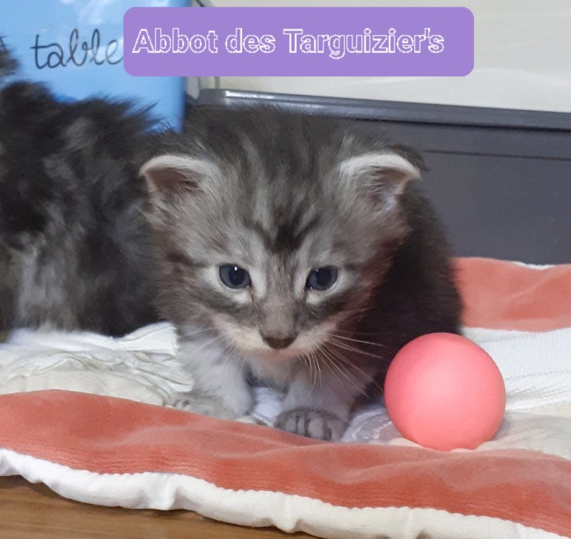Abbot Femelle Maine coon