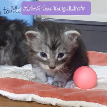 chaton Maine coon black smoke Abbot La Chatterie des targuizier's chaton Maine coon black smoke Abbot La Chatterie des targuizier's