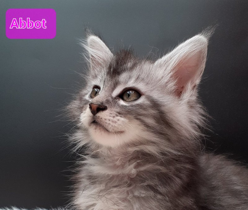 Abbot Femelle Maine coon