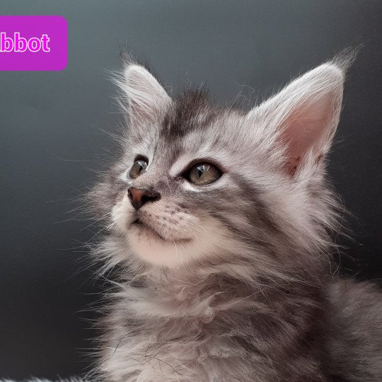 Abbot Femelle Maine coon