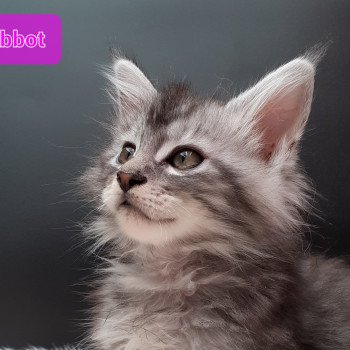chaton Maine coon black smoke Abbot La Chatterie des targuizier's chaton Maine coon black smoke Abbot La Chatterie des targuizier's