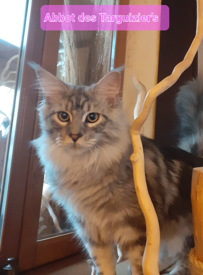 Abbot Femelle Maine coon Abbot Femelle Maine coon