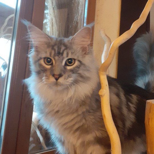 chaton Maine coon black smoke Abbot La Chatterie des targuizier's chaton Maine coon black smoke Abbot La Chatterie des targuizier's