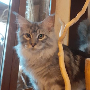 chaton Maine coon black smoke Abbot La Chatterie des targuizier's chaton Maine coon black smoke Abbot La Chatterie des targuizier's