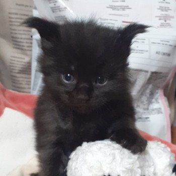 chaton Maine coon black Agrid La Chatterie des targuizier's chaton Maine coon black Agrid La Chatterie des targuizier's