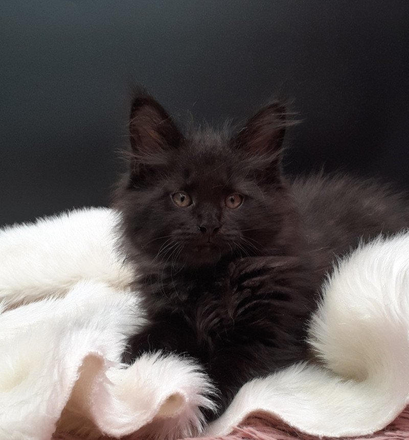 Agrid Mâle Maine coon