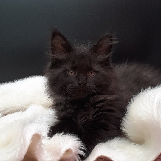 Agrid Mâle Maine coon