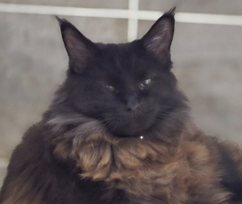 Agrid Mâle Maine coon