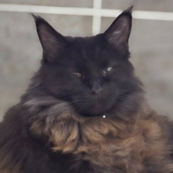 chaton Maine coon black Agrid La Chatterie des targuizier's