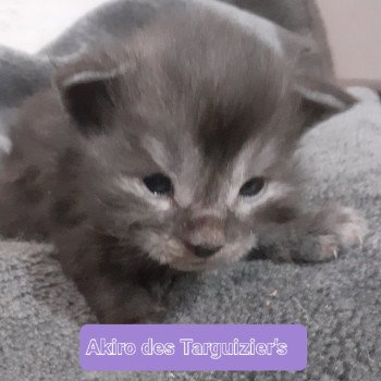 chaton Maine coon black smoke Akiro La Chatterie des targuizier's chaton Maine coon black smoke Akiro La Chatterie des targuizier's