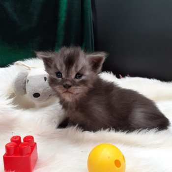 chaton Maine coon black smoke Akiro La Chatterie des targuizier's chaton Maine coon black smoke Akiro La Chatterie des targuizier's