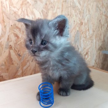 chaton Maine coon black smoke Akiro La Chatterie des targuizier's chaton Maine coon black smoke Akiro La Chatterie des targuizier's