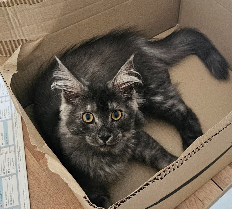 Akiro Mâle Maine coon