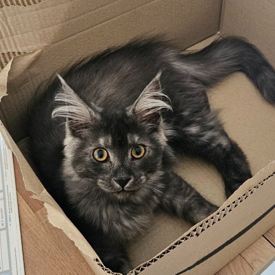 Akiro Mâle Maine coon