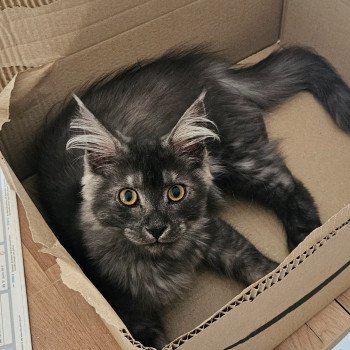 chaton Maine coon black smoke Akiro La Chatterie des targuizier's