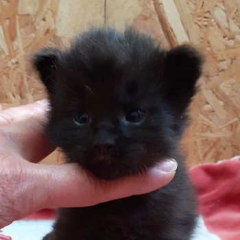 chaton Maine coon black Albus La Chatterie des targuizier's chaton Maine coon black Albus La Chatterie des targuizier's