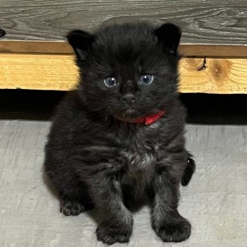 chaton Maine coon black Albus La Chatterie des targuizier's chaton Maine coon black Albus La Chatterie des targuizier's