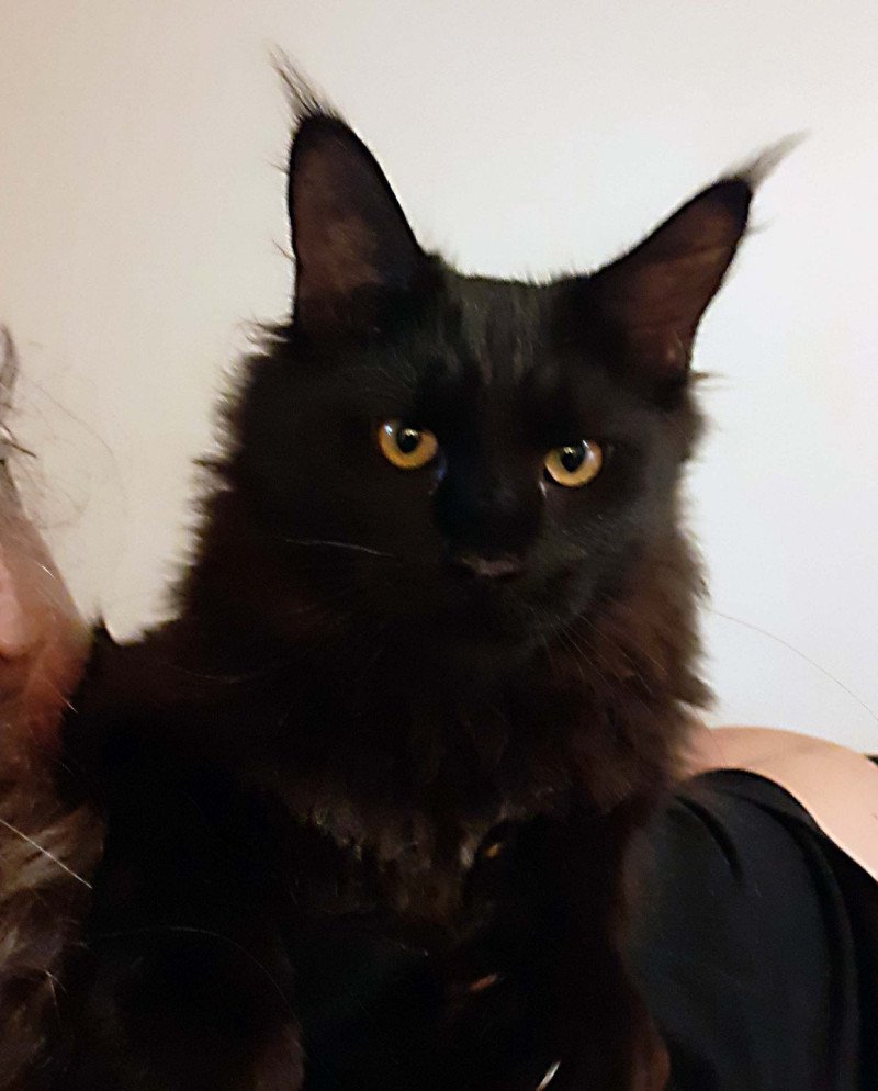 Albus Mâle Maine coon Albus Mâle Maine coon