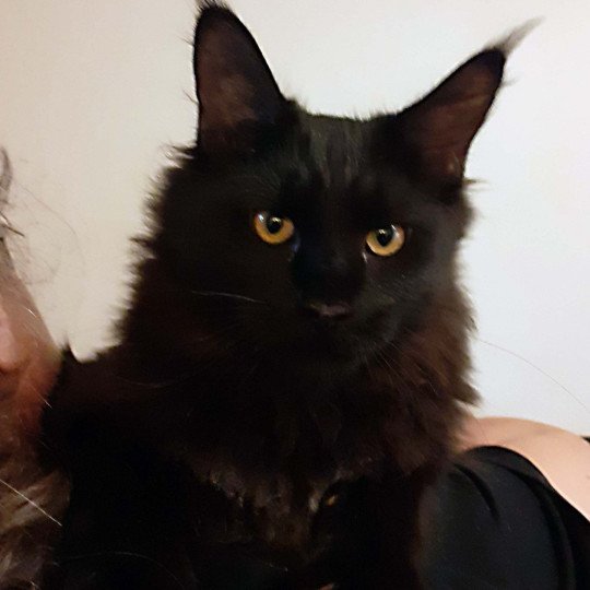 chaton Maine coon black Albus La Chatterie des targuizier's chaton Maine coon black Albus La Chatterie des targuizier's