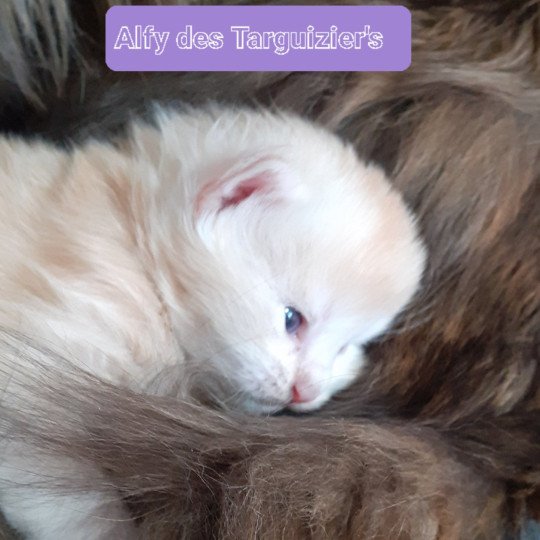chaton Maine coon red Alfy La Chatterie des targuizier's