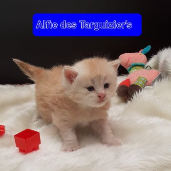 chaton Maine coon red Alfy La Chatterie des targuizier's chaton Maine coon red Alfy La Chatterie des targuizier's