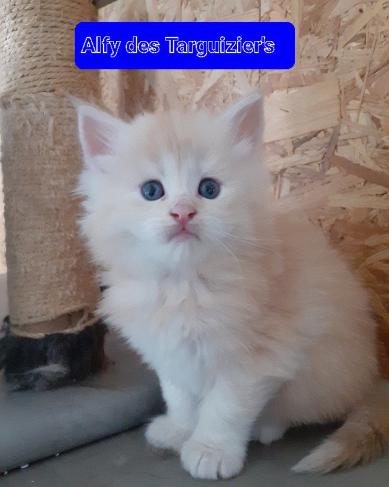 Alfy Mâle Maine coon