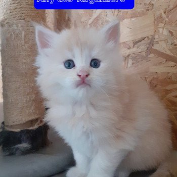 chaton Maine coon red Alfy La Chatterie des targuizier's chaton Maine coon red Alfy La Chatterie des targuizier's